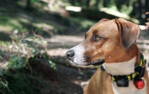 Laut Stiftung Warentest: Das sind die besten GPS-Tracker für Tiere