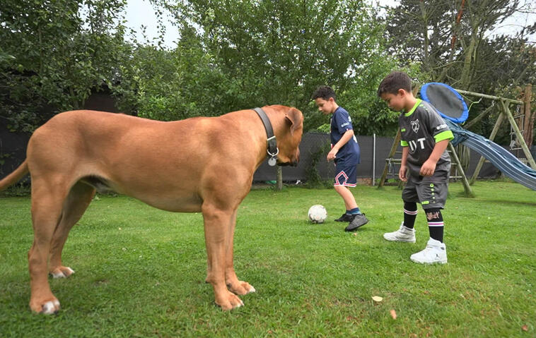 Martin Rütter – Familienhund Ramos ist „hoch gefährlich"!