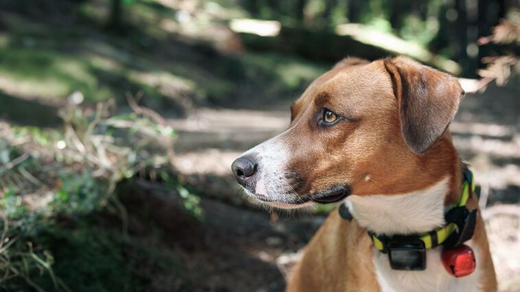 Laut Stiftung Warentest: Das sind die besten GPS-Tracker für Tiere