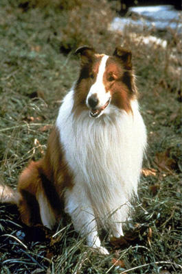 Lassie | Lassie bis Flipper: So grausam die Tier-Stars!